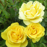 Rose 'Gold Tequila' - Bodendeckerrose