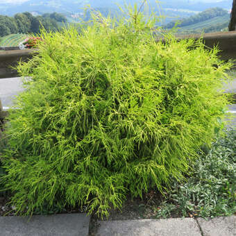 Chamaecyparis pisifera 'Filifera Aurea Nana'