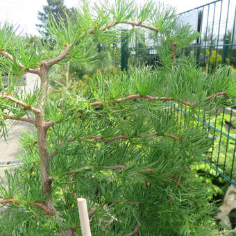 Larix kaempferi 'Diana'