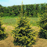 Picea orientalis 'Aureospicata' - Goldspitzen-Fichte