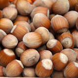 Corylus avellana - Gewöhnliche Haselnuss