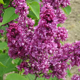 Syringa vulgaris 'Charles Joly' - Edelflieder - gefülltblühend