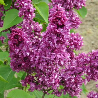 Syringa vulgaris 'Charles Joly'