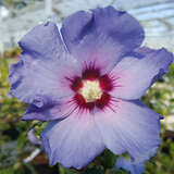 Hibiscus syriacus 'Blue Bird' - Eibisch