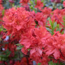 Azalea Großblumig - rot - Hohe Gartenazalee