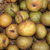 Pyrus communis - Wildbirne