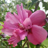 Hibiscus syriacus 'Waltraud' - Eibisch
