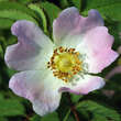 Rosa vosagiaca: Bild 1/3