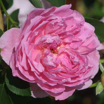 Rose 'The Ingenious Mr. Fairchild'