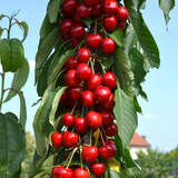 Prunus avium 'Sara' - Säulenkirsche