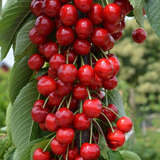 Prunus avium 'Claudia' - Säulenkirsche