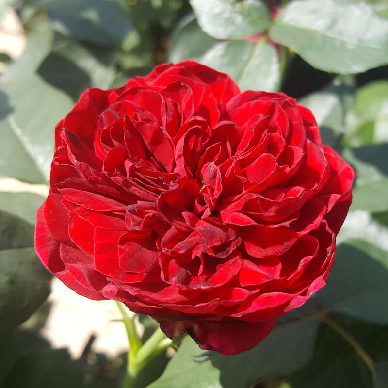 Edelrose Rose Admiral Rot 