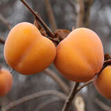 Diospyros kaki 'Korea-Kaki' - Kaki, Kakipflaume