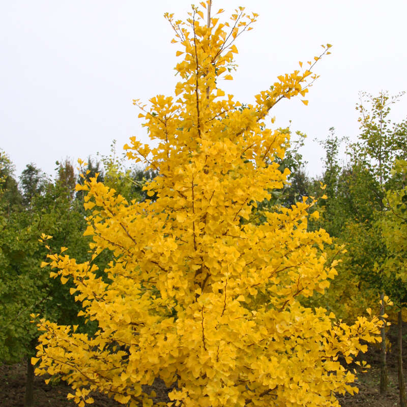 Gold\' Ginkgo, Ginkgo - \'Autumn biloba grün - Fächerblattbaum