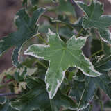 Liquidambar styraciflua 'Silver King' - Weißbunter Amberbaum