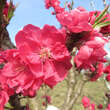 Prunus persica 'Diamond': Bild 2/11