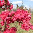 Prunus persica 'Diamond': Bild 4/8