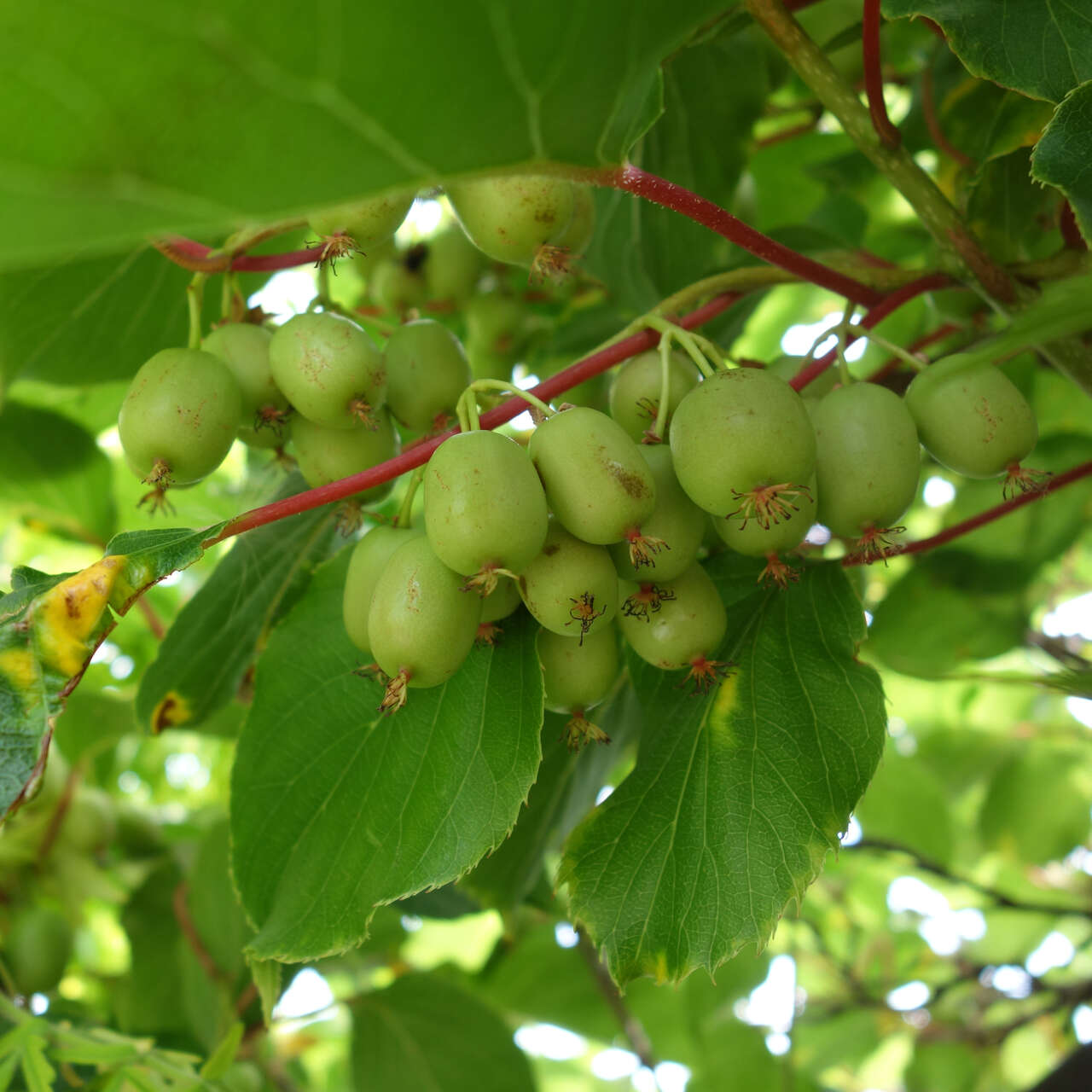 Japanische Honigbeere, Kokuwa (weiblich) - Actinidia arguta &amp;#39;Fresh ...