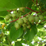 Actinidia a.'Fresh Jumbo'(W) AKTION - Japanische Honigbeere, Kokuwa (weiblich)