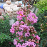 Lagerstroemia 'Petit Pink' - Lagerströmie KÜBELPFLANZE
