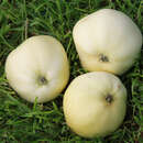 Malus domestica 'Weißer Klarapfel' - Sommerapfel