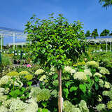 Betula pendula 'Magical Globe' - Kugelbirke