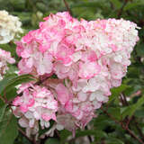 Hydrangea paniculata 'Vanille Fraise' - Rispenhortensie