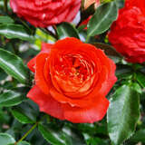 Rose 'Starlet Carmen' - Moderne Kletterrose, Mini-Rambler