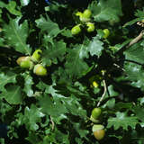 Quercus pubescens - Flaumeiche