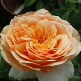Rose 'St. Richard of Chichester' - Englische Strauchrose