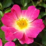 Rose 'Pink Compact Meidiland' - Bodendeckerrose