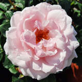 Rose 'Barockstadt St. Pölten' - Beetrose