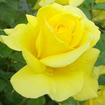 Rose 'Friesia'