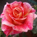 Rose 'Rachel Louise Moran' - Edelrose