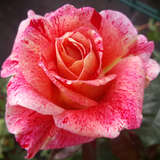 Rose 'Rachel Louise Moran' - Edelrose