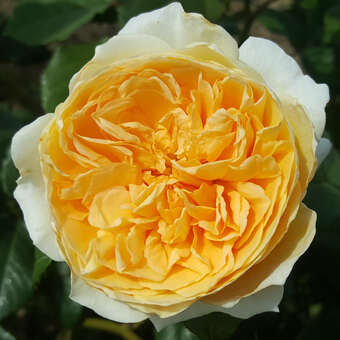 Rose 'Crown Princess Margareta'