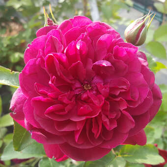 Rose 'Darcey Bussell'