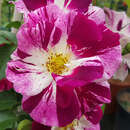 Rose 'Purple Splash' - Moderne Kletterrose
