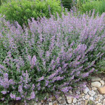 Nepeta 'Cat's Pajamas'