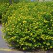 Hypericum inodorum 'Elstead': Bild 1/8