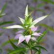 Monarda punctata: Bild 3/3