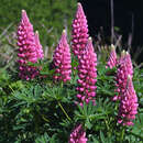 Lupinus 'Russel Rosa' - Wolfsbohne, Lupine