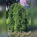 Picea abies 'Inversa' - Hängefichte, Geisterfichte