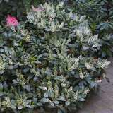 Prunus laurocerasus 'Piri' - Kirschlorbeer