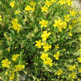 Helianthemum nummularium