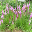 Liatris spicata: Bild 3/5