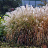 Miscanthus sinensis 'Kleine Fontäne' - Chinaschilf