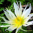 Pulsatilla vulgaris 'Papageno': Bild 2/9