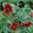 Potentilla 'Gibson's Scarlet': Bild 4/4