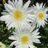 Leucanthemum superbum 'Wirral Supreme' - Sommermargerite